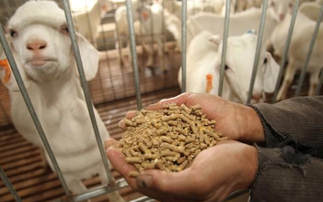 Feed pellet machine